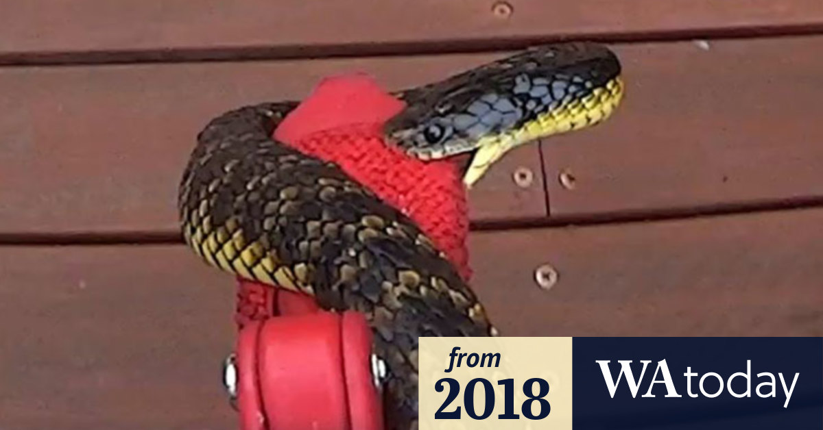 Video Snakecatcher bags an angry tiger snake